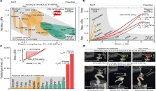 我科研团队发现“既强且柔”的奇异金属
