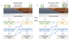 我国科学家发现植物性状变化调控湿地碳汇功能